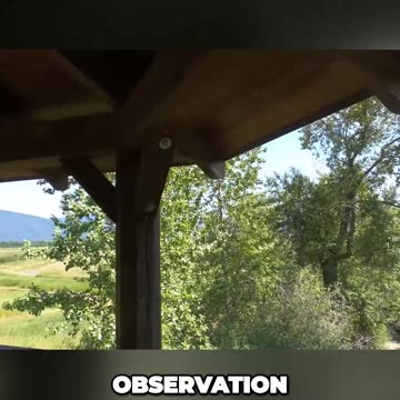 Mysterious Birds Disdain at an Observation Tower