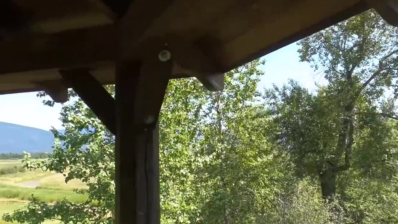 Mysterious Birds Disdain at an Observation Tower