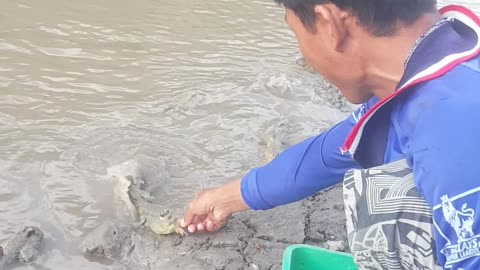 Feeding the Mudfish