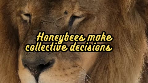 Animal Facts Honeybee Democracy #shorts