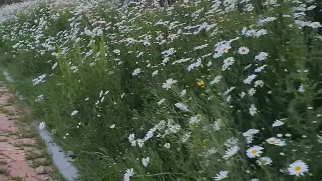 Flowers in full bloom in front of the subway station