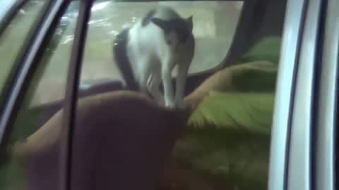 Angry Cats VS Dogs Funny Compilation #1