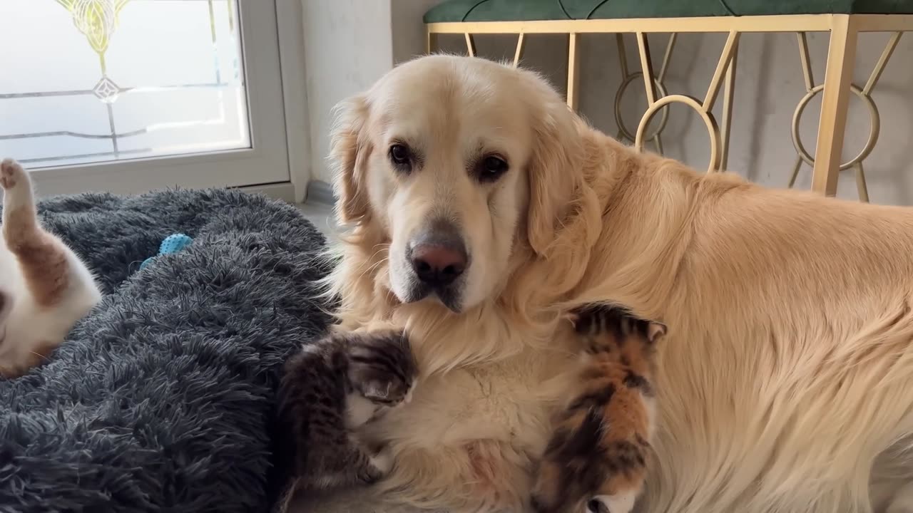 How the Golden Retriever and New Tiny Kittens Became Best Friends [Cutest Compilation]