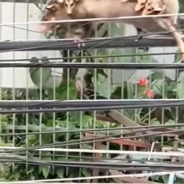 😦 Amazing animal Life 🐕 #shorts