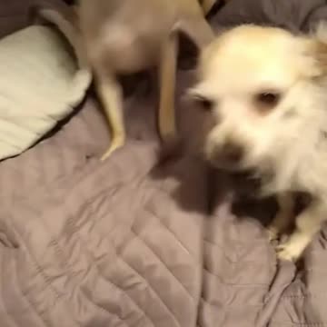 Aye Chihuahua Tito My G.F wants brownies