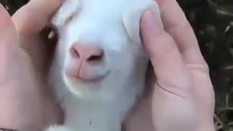 The world's foldest sheep