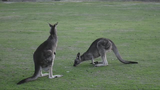 Kangaroo play