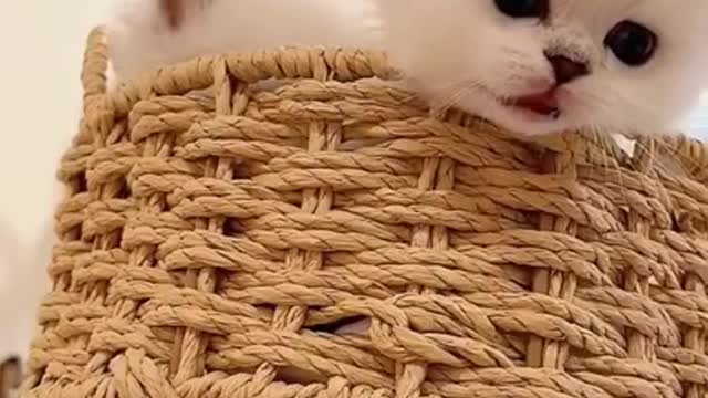 Cute Cat _ Cute Pets Funny Animals