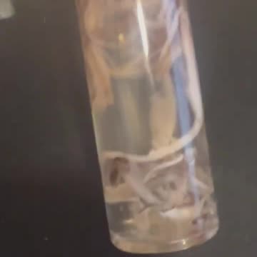 4th september 2024 we are seeing. loads of this inside deceased constantly now