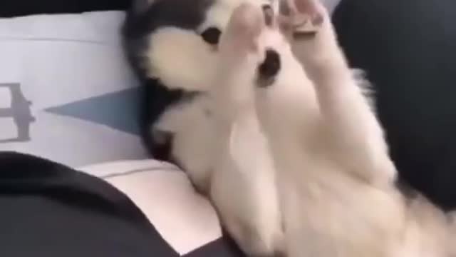 shy husky