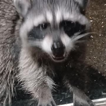 Raccoon Eating Peanuts