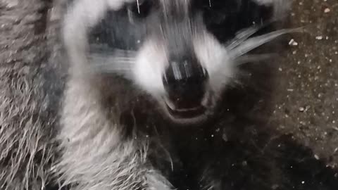 Raccoon Eating Peanuts