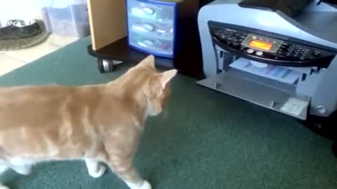 funny video of a cat