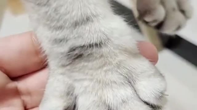 Cat is very Cooperative, cute kitten
