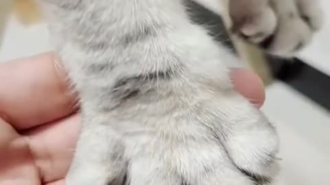 Cat is very Cooperative, cute kitten