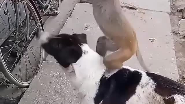 Monkey And Dog Best Friends Is The Best Thing You'll All Day 💞 || Funniest dogs and monkey videos