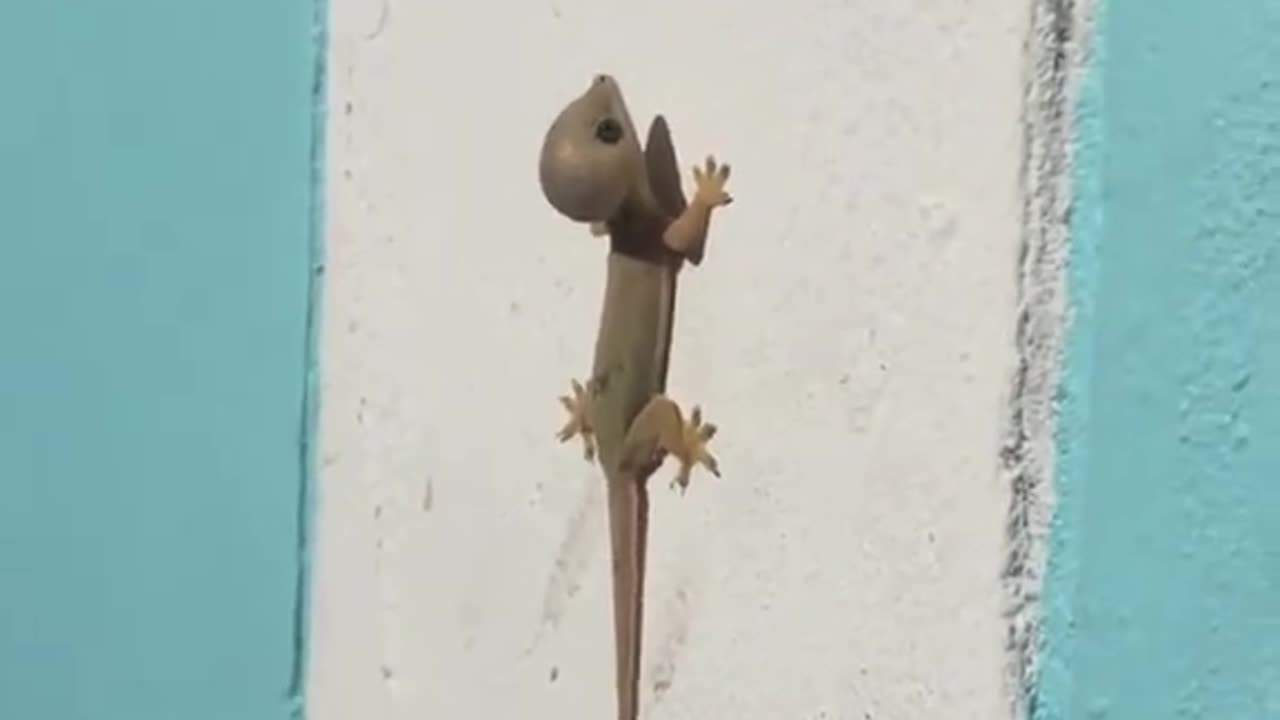 This lizard has a head that is bigger than its body