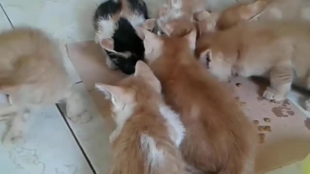 Cute kittens have lunch