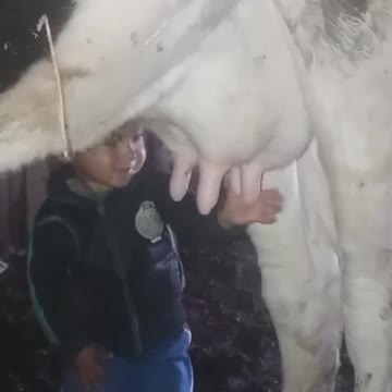 A child drinks milk from the breast of a cow , funy