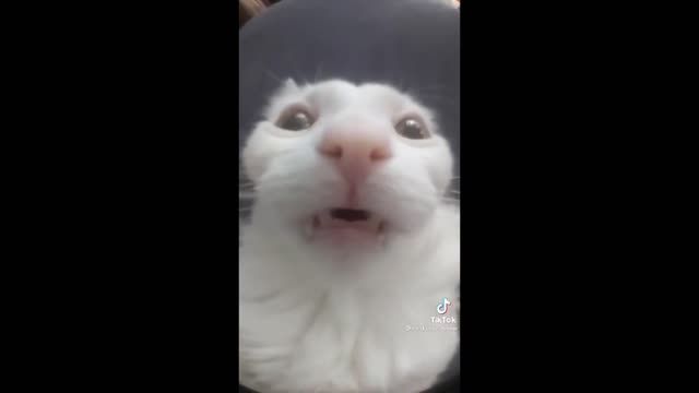 FUNNY CAT MEMES COMPILATION OF 2022