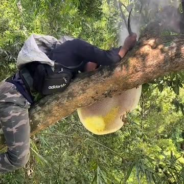 Honey harvest at great heights