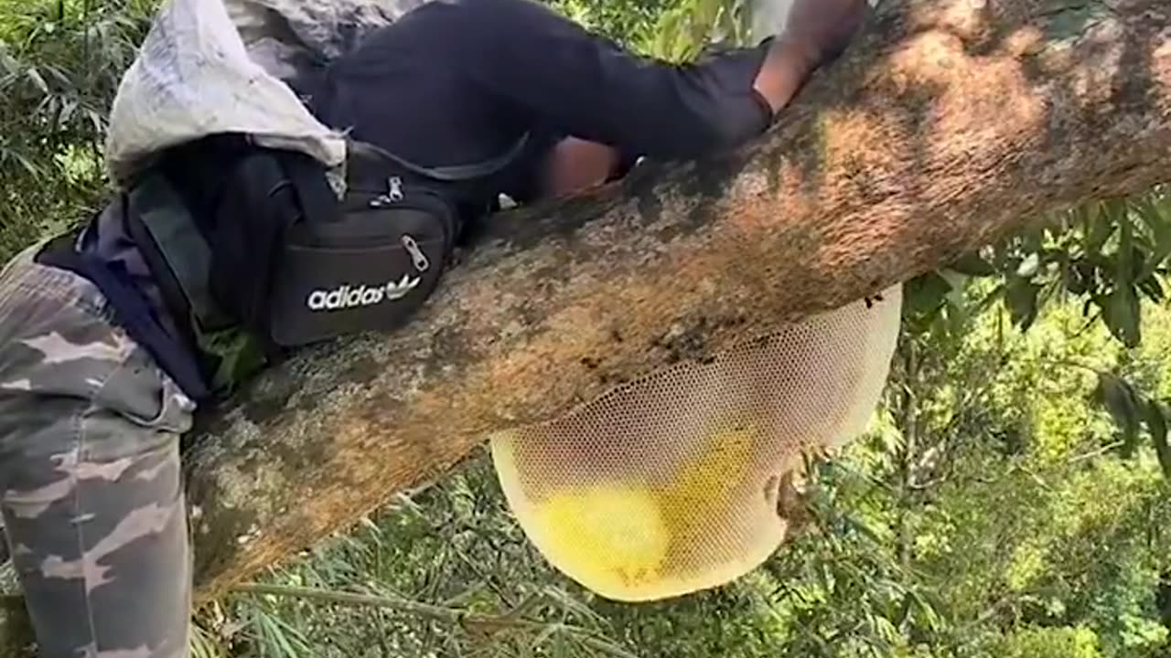 Honey harvest at great heights