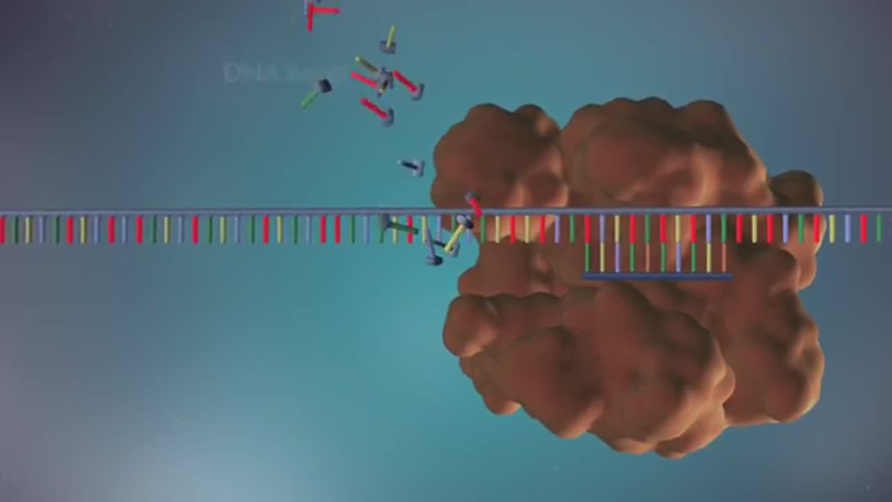 HUMAN DNA REPLICATION