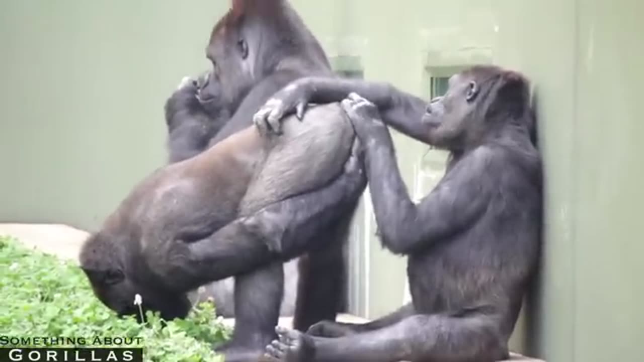 Male Gorilla Embarrassed For Mom To See His butt | The Shabani Family