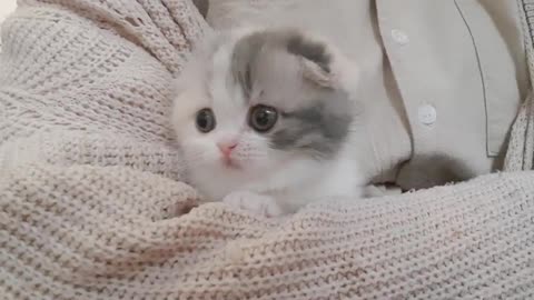 Cute kitten with short legs walks around