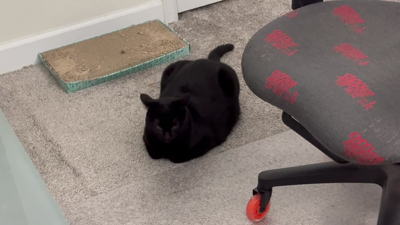 Adopting a Cat from a Shelter Vlog - Cute Precious Piper is a Modified Office Carpet Loaf