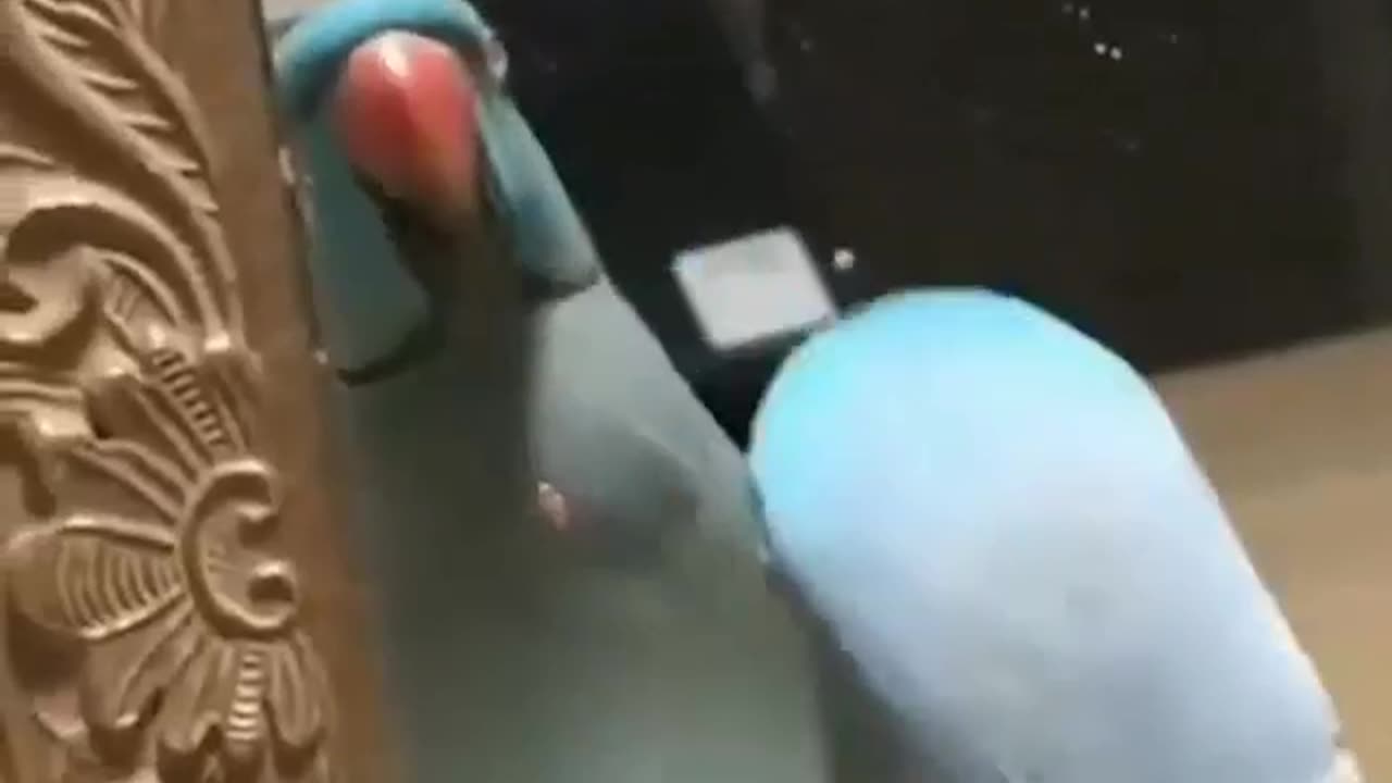 Parrot Kissing Himself in The Mirror #shorts #shortvideo #video #virals #videoviral