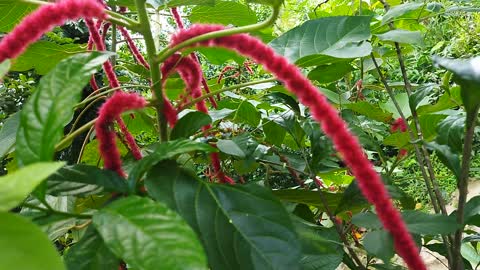 Acalypha hispida