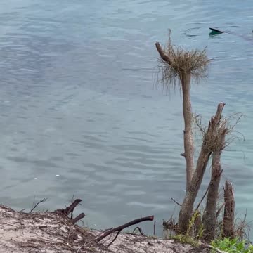 Seal Sleeping In The Water