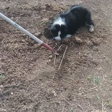 Australian Shepherd Ellie Digging Out Hole I Just Filled In.
