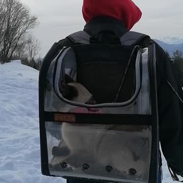 take your cat outside for a walk