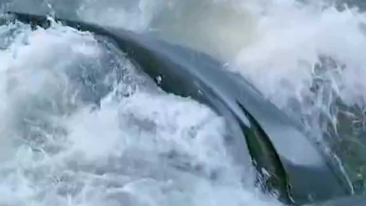 This is why Orcas are the apex predators of the ocean