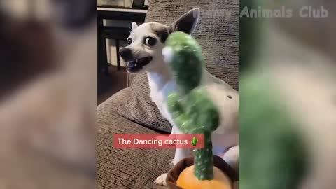 Funny Animal Videos 2022 😂 - Funniest Cats And Dogs Videos