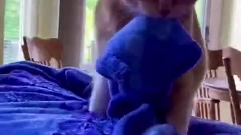 Cute and Funny Cat Videos Compilation