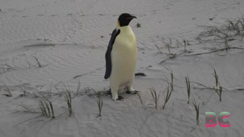 First emperor penguin known to reach Australia found on tourist beach