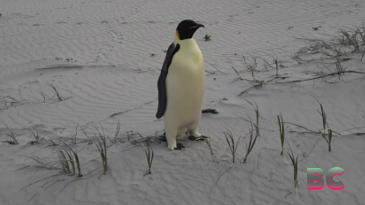 First emperor penguin known to reach Australia found on tourist beach