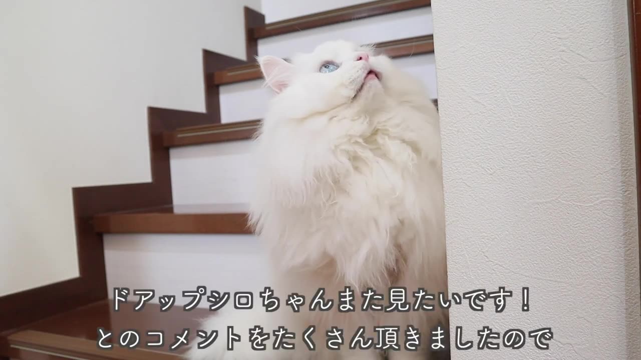 ♡Beautiful cat's face is so cute that I faint!