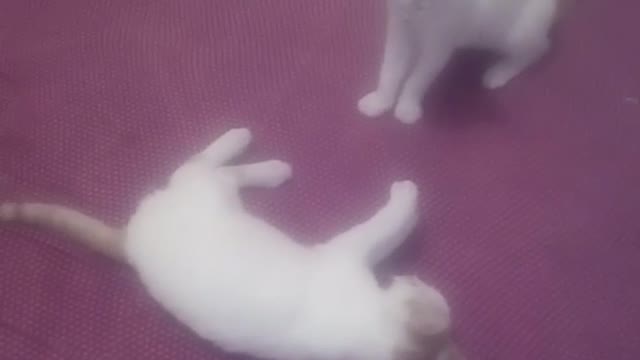 Cats play fighting funny