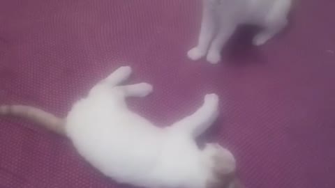 Cats play fighting funny