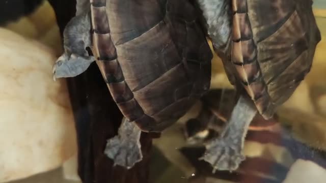 Turtle mobilization