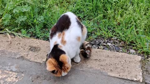 Colorful cat eating food. Cute and beautiful cat.