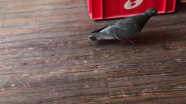 Pigeon's visit