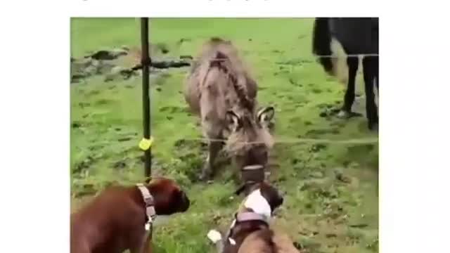 Funny animals , animales divertidos