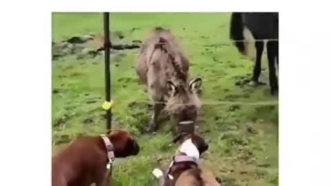 Funny animals , animales divertidos