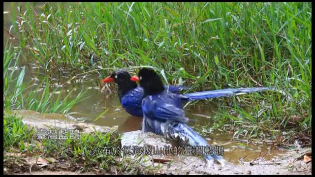 Taiwan's most beautiful flora and fauna