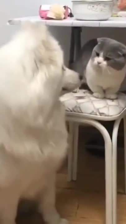 1.cute cat and funny cat shorts❤❤